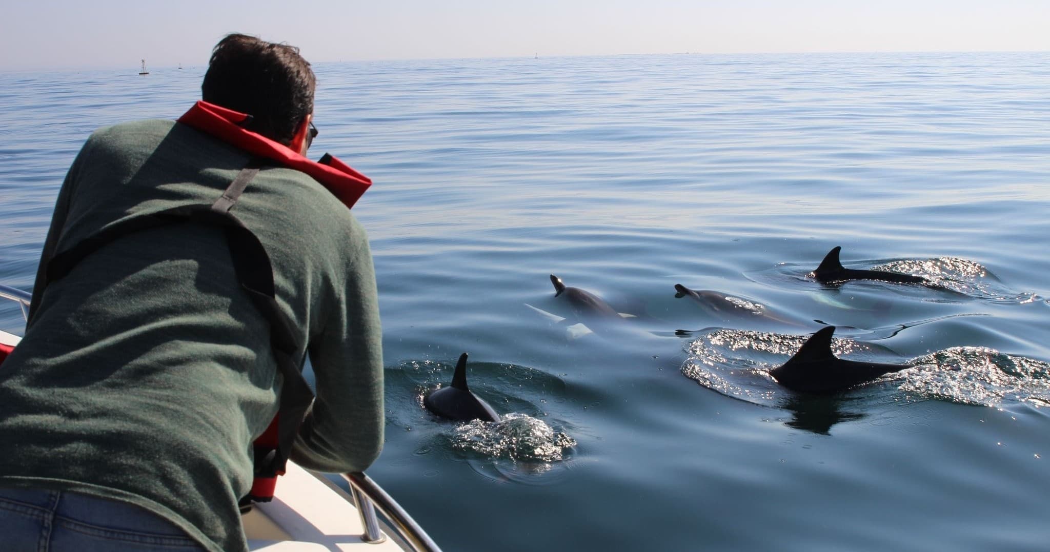 Dolphin Watching