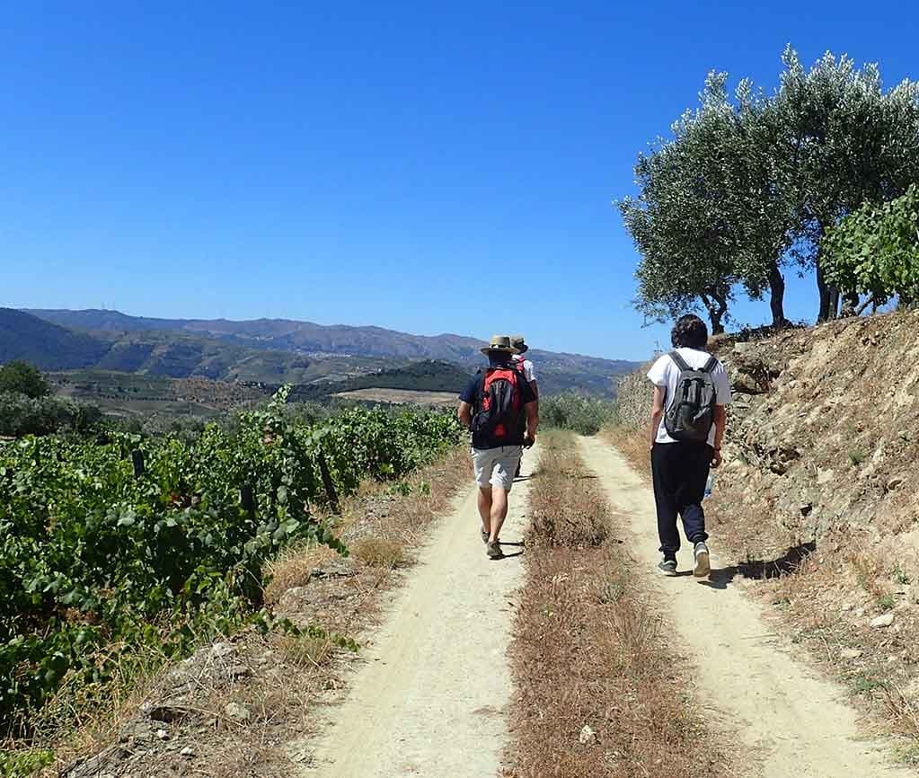 Caminhada Provesende - Pinhão