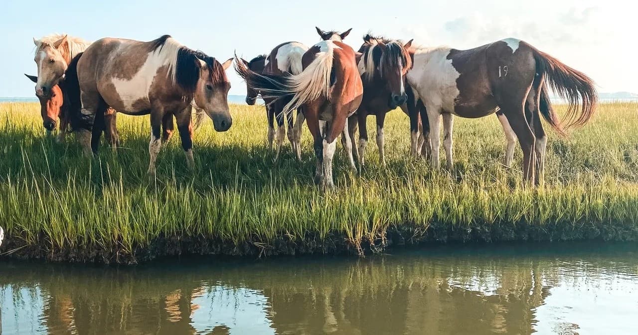 Sunrise Pony Tour