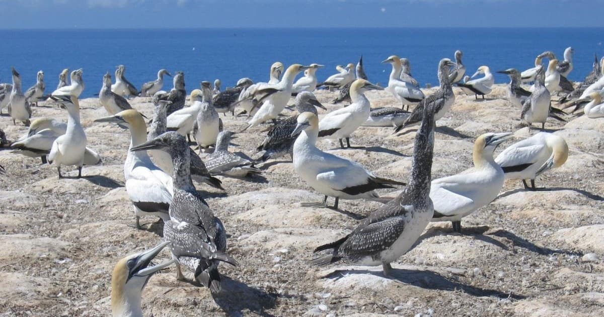 Muriwai Beach & Gannet Colony Private Tour
