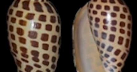 The Junonia
