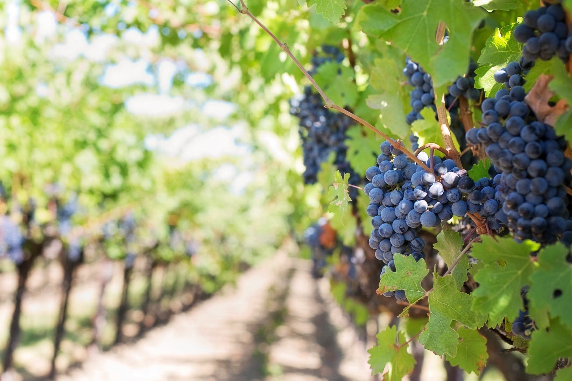 Apulia: wine tasting