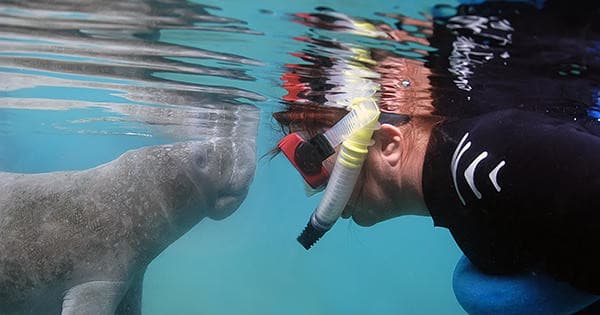 Classic Manatee Swim Tour