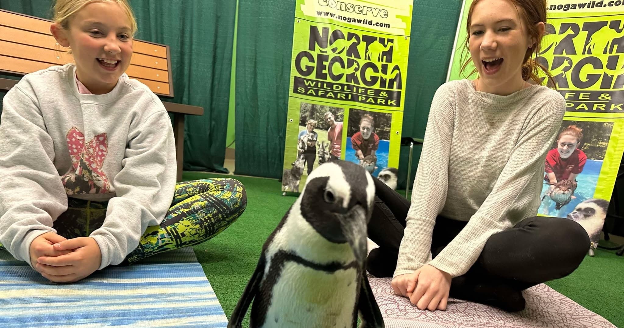 Penguin Meet & Greet