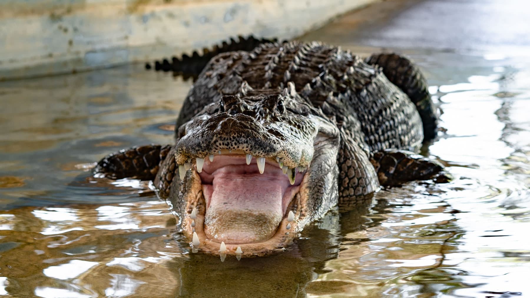 Animal Sanctuary & Alligator Park