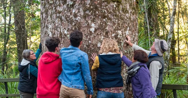 Puketi Eco Walk: Half Day