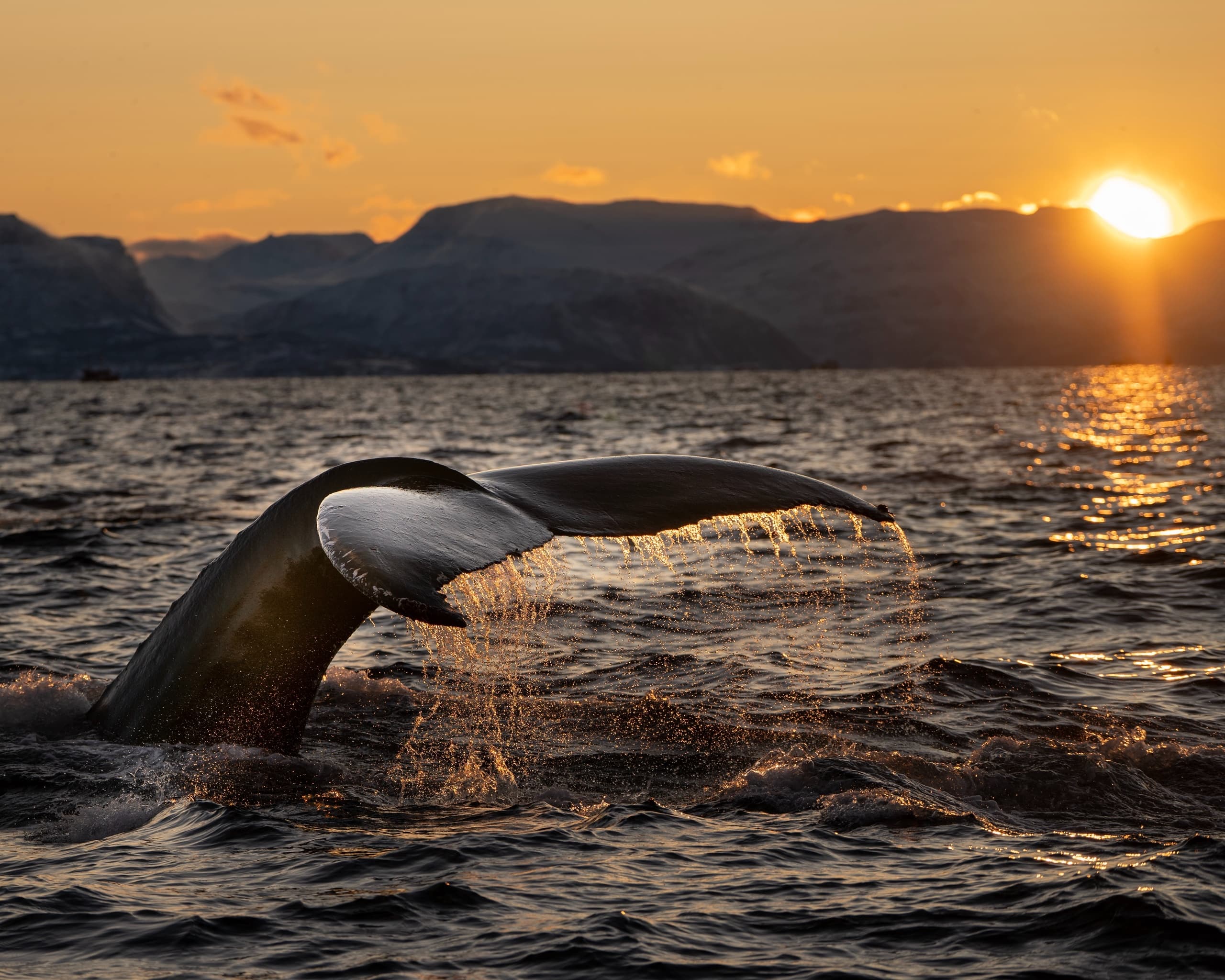 Exquisite National Humpback Whale Sanctuary Tour