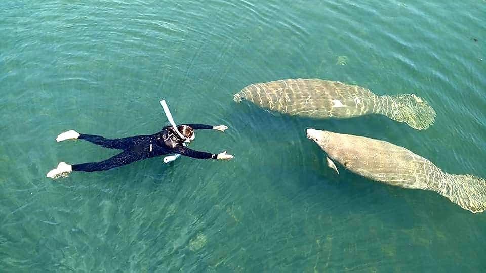 3 Hour Manatee PLUS+ Tour --- Larger Group Tours --  7 to 12 Guests