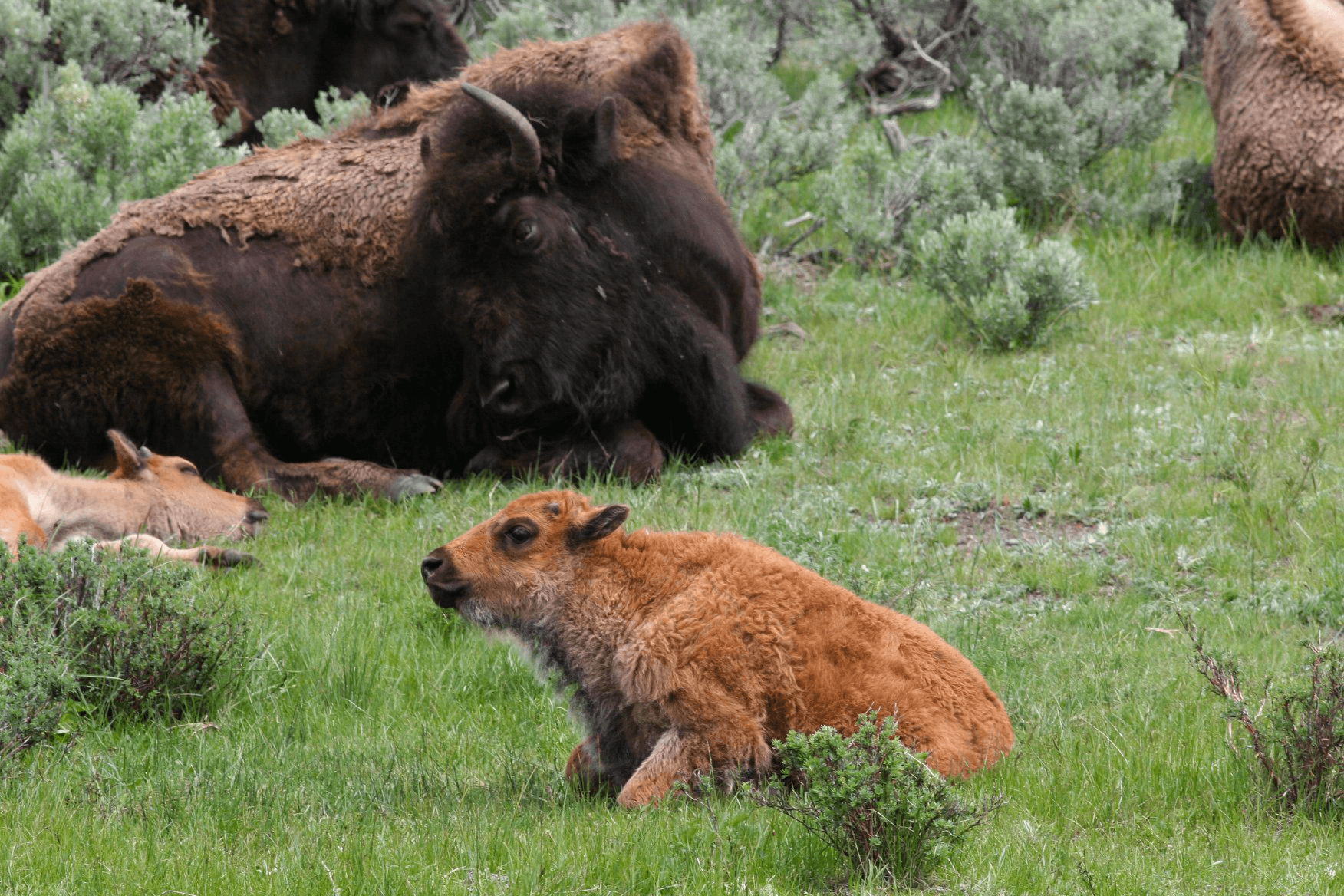 Waterfalls, Wildlife, and Geysers: Grand Canyon of the Yellowstone & Hayden Valley Wildlife