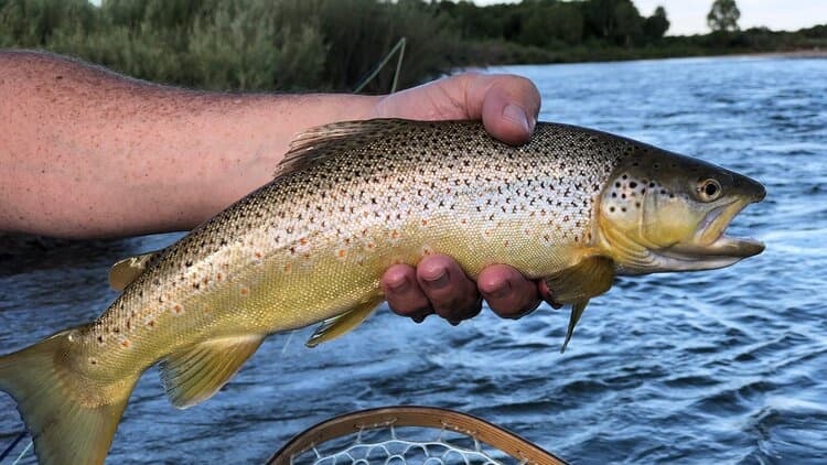 Fly Fishing Trip
