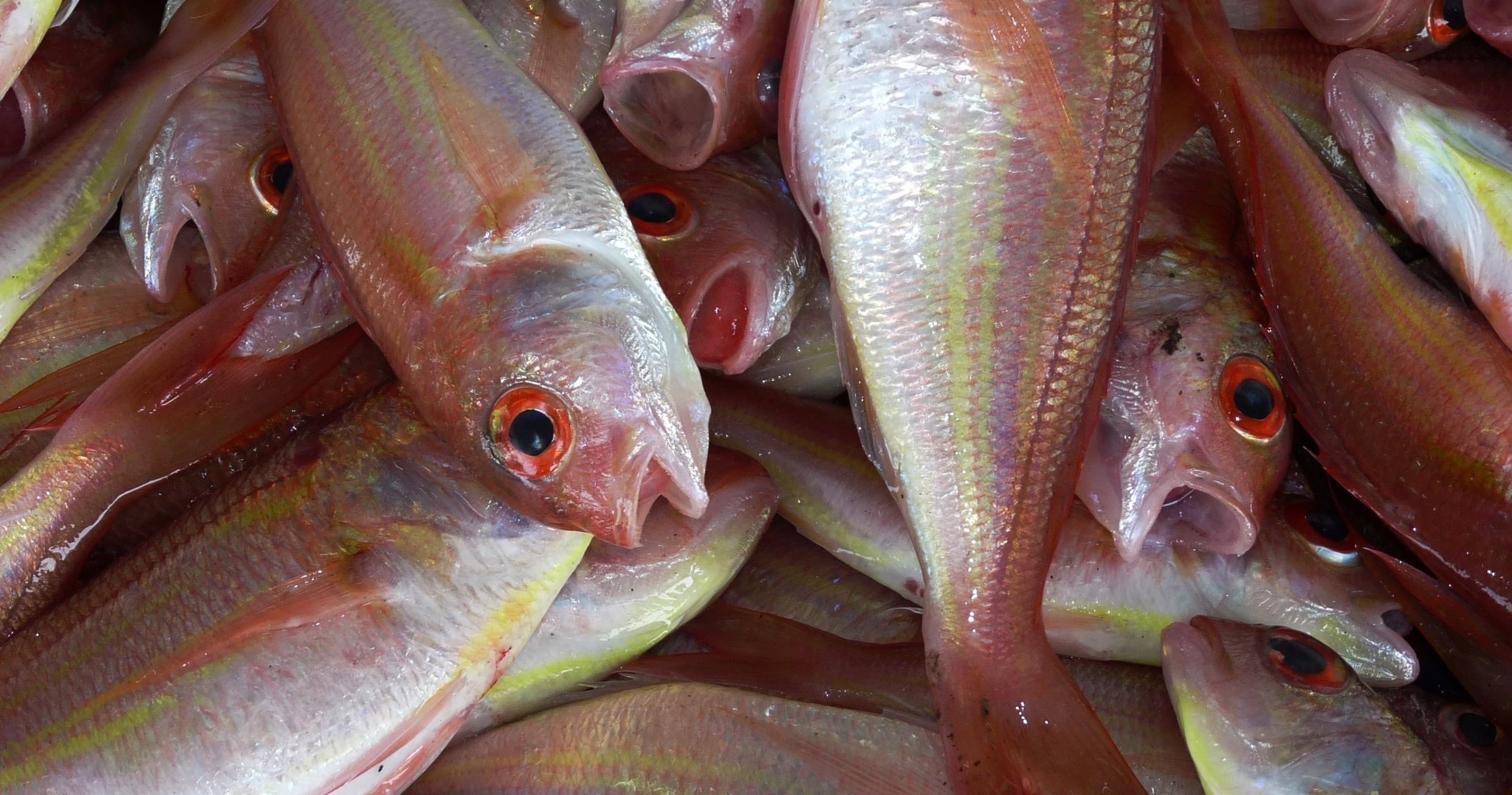 Full Day Fishing Charter