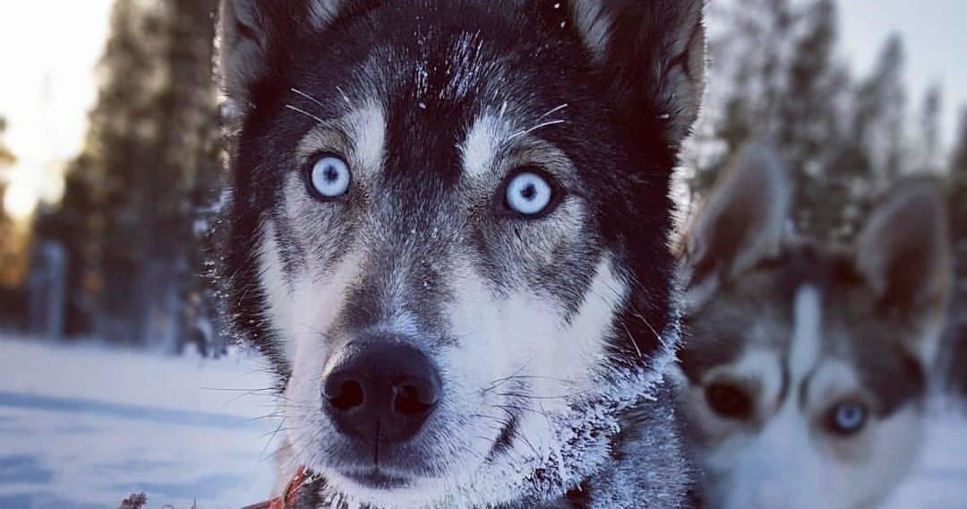 [H2] Husky Safari 10km