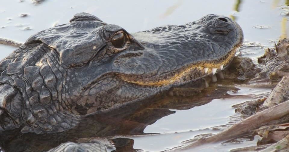 Three Hour Private Airboat Tour - Fort Lauderdale