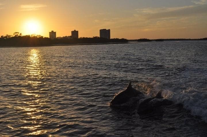 Dolphin and Shelling at Sunset Cruise Fort Myers Beach
