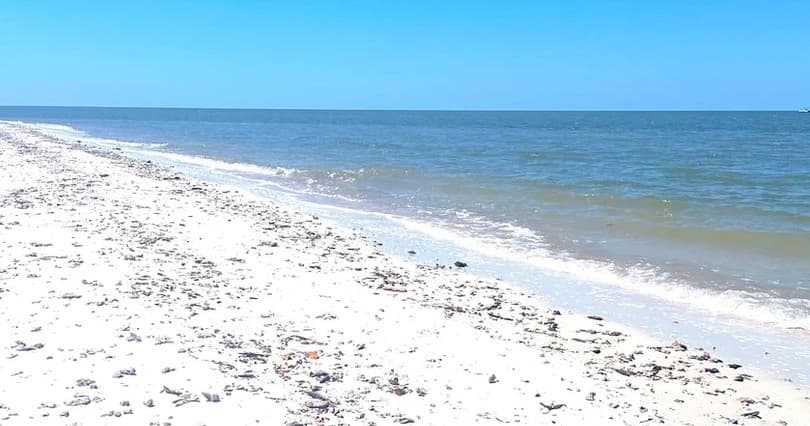 Beach and Shelling Excursion • Public