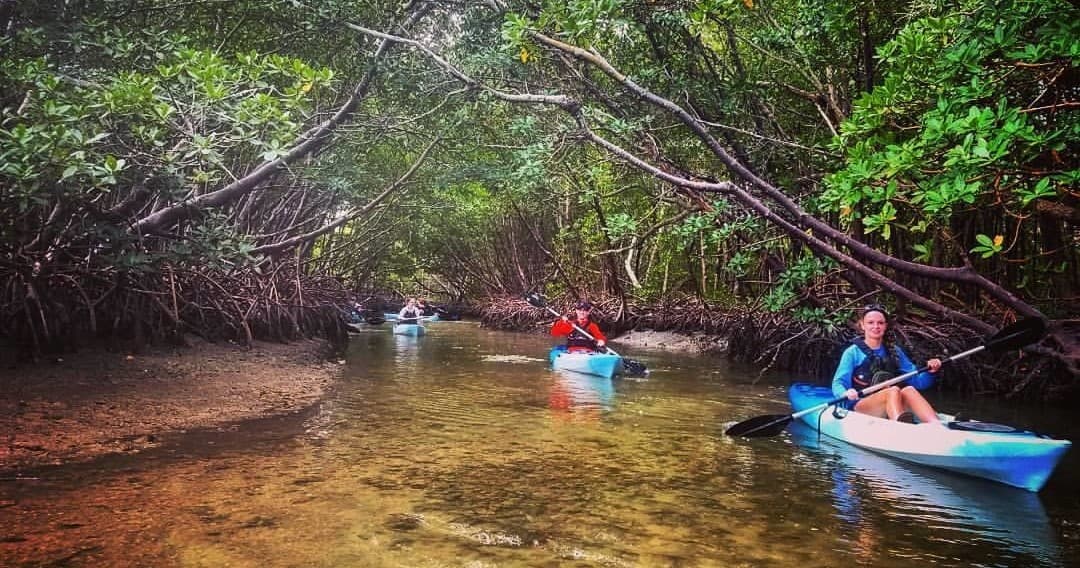 Mangrove Tunnels and Mudflats Kayak Tour