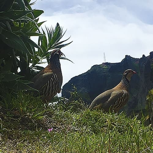 Pico do Arieiro - Pico Ruivo