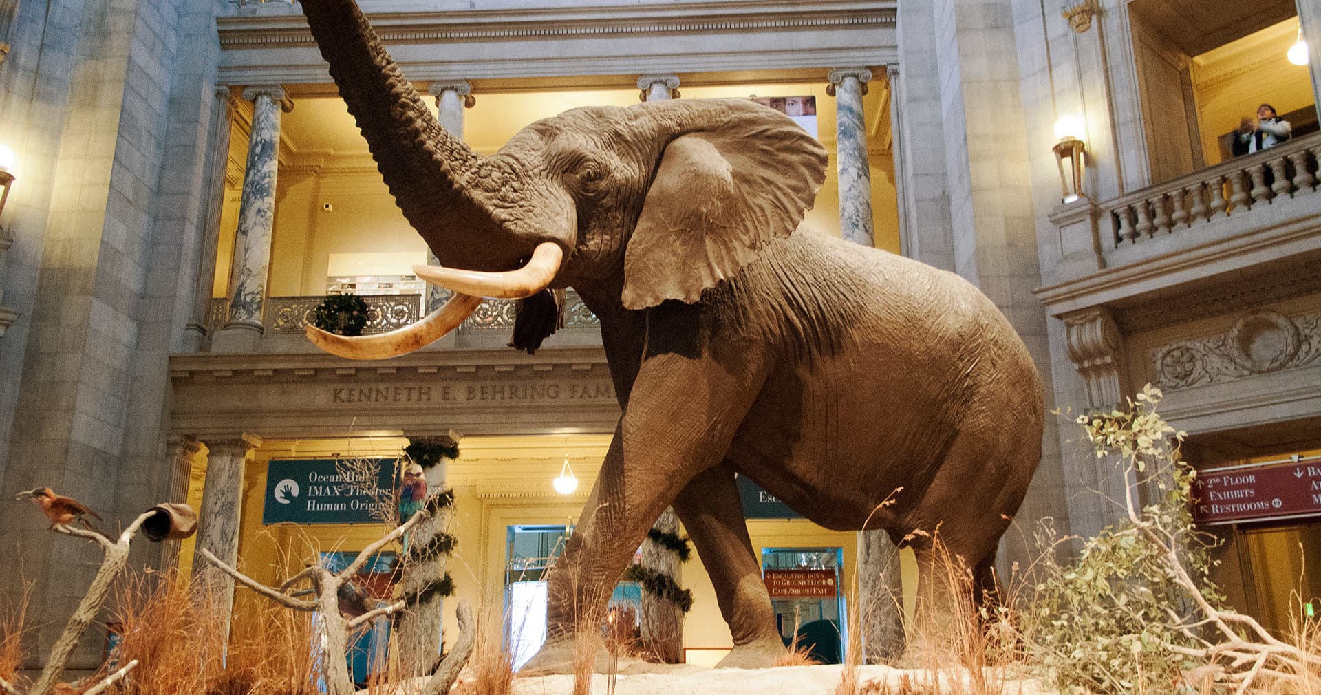 Family Friendly Smithsonian National Museum of Natural History Tour - Private