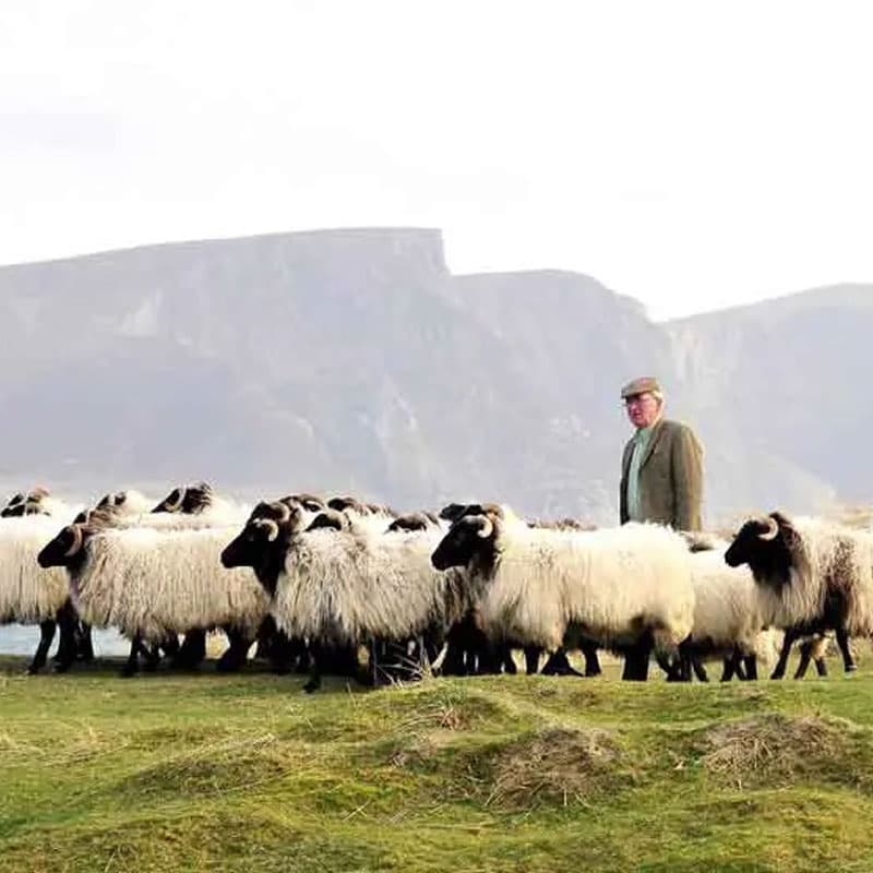 Achill Mountain Lamb Farm Tour & Tasting Mayo