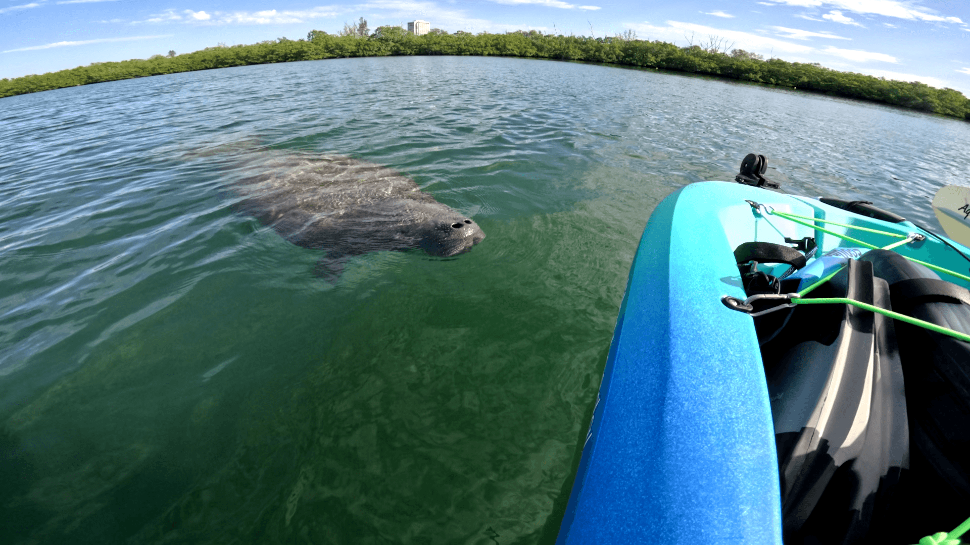 Guided Pedal Kayak Tour (Bird Key Park, Sarasota)