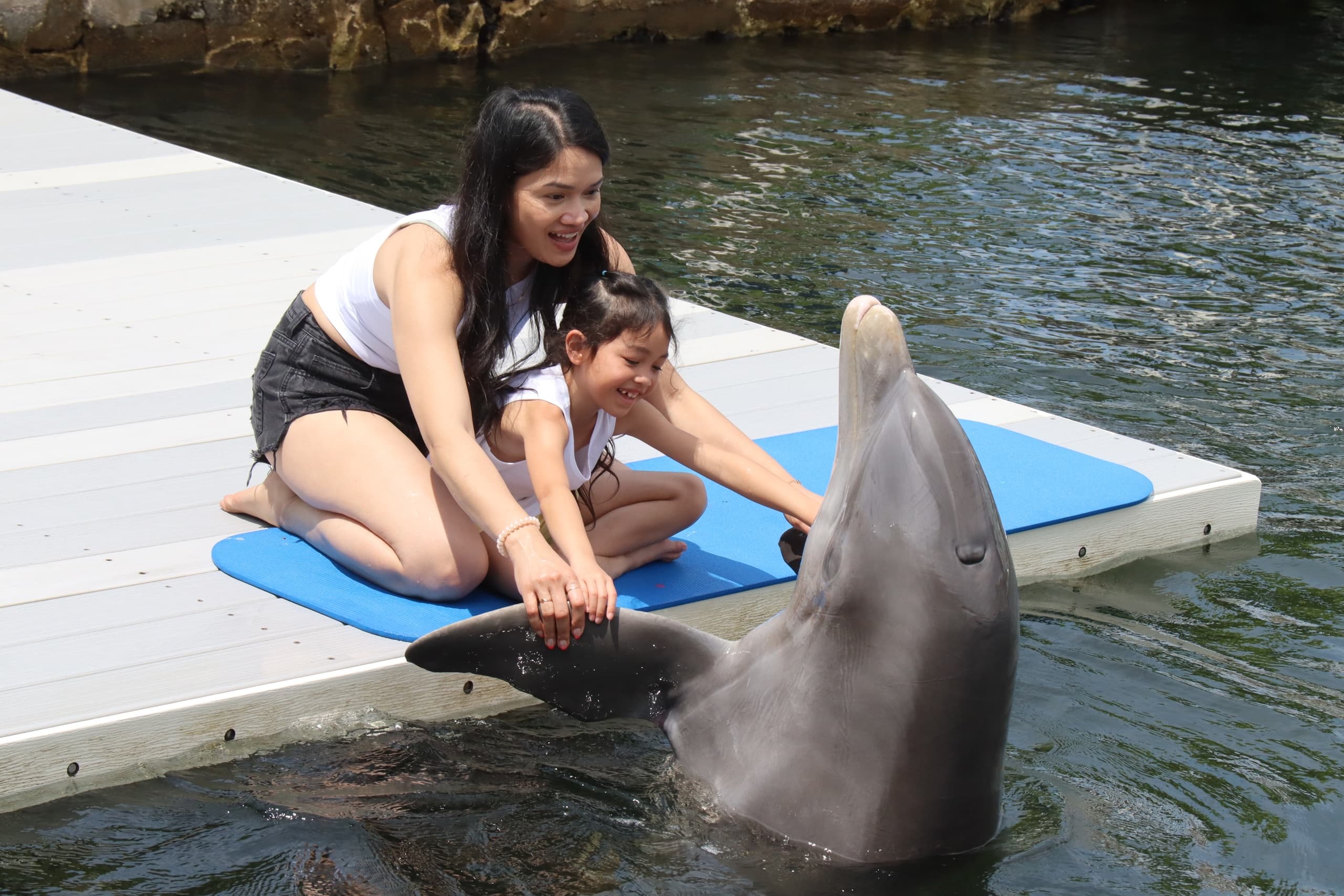Discover Dolphins Dockside