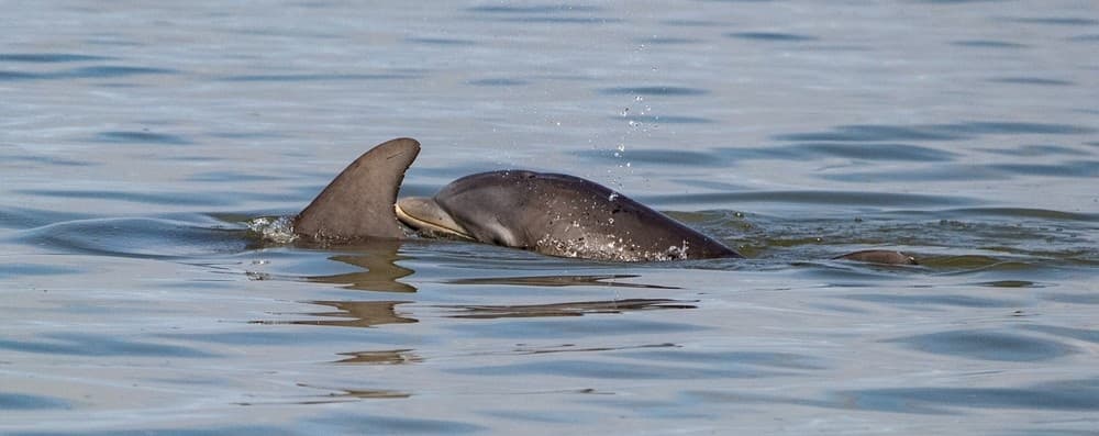 Guided Jet Ski Dolphin Tours  @ Margaritaville FMB