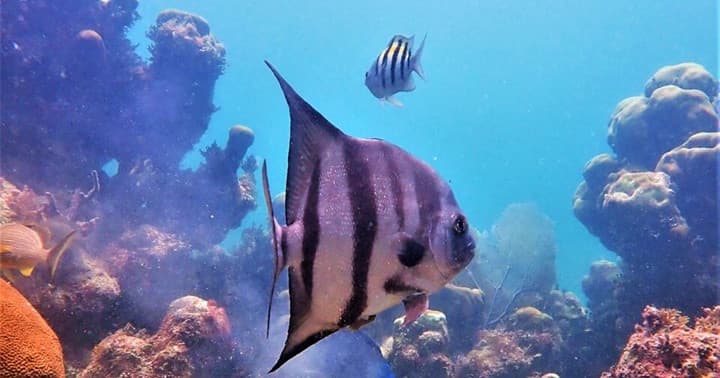 Private Snorkel PLUS+