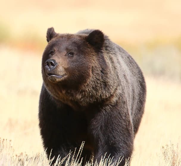 Grand Teton and Beyond Custom Multi-Day Tour