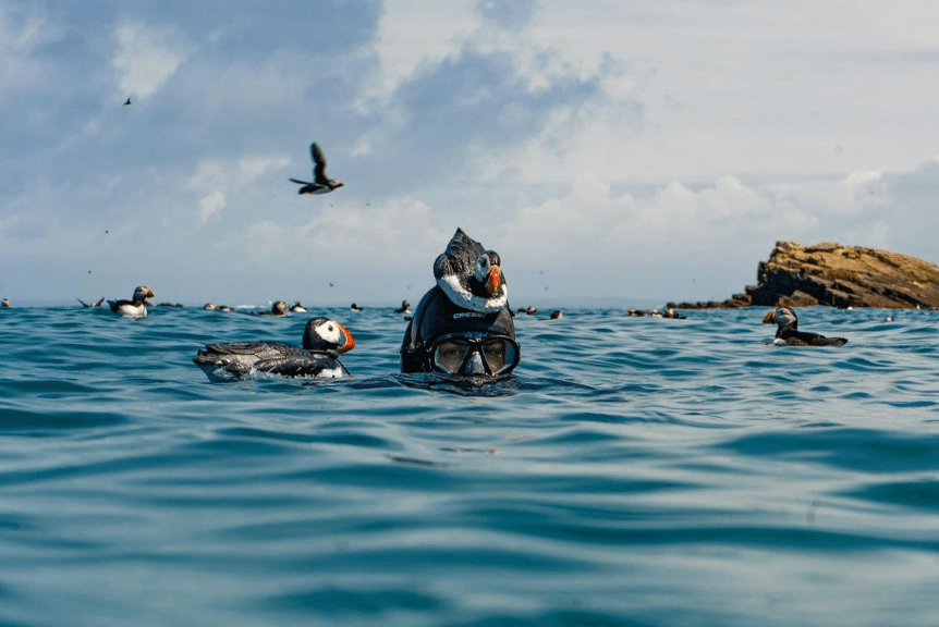 Snorkelling Skomer & Skokholm