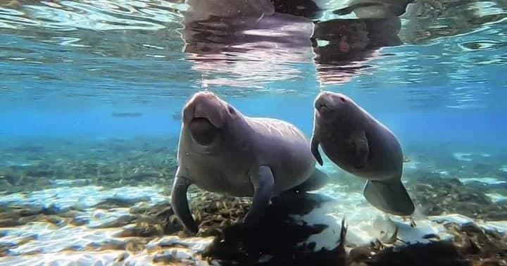 Manatee Encounter
