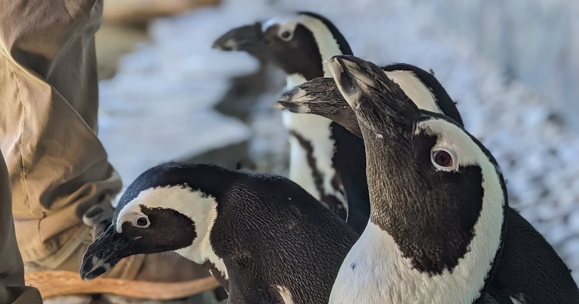 Penguin Experience