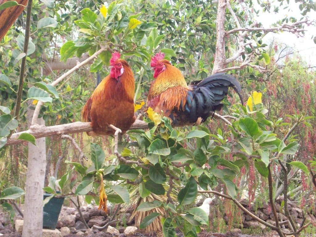 Visita a la granja