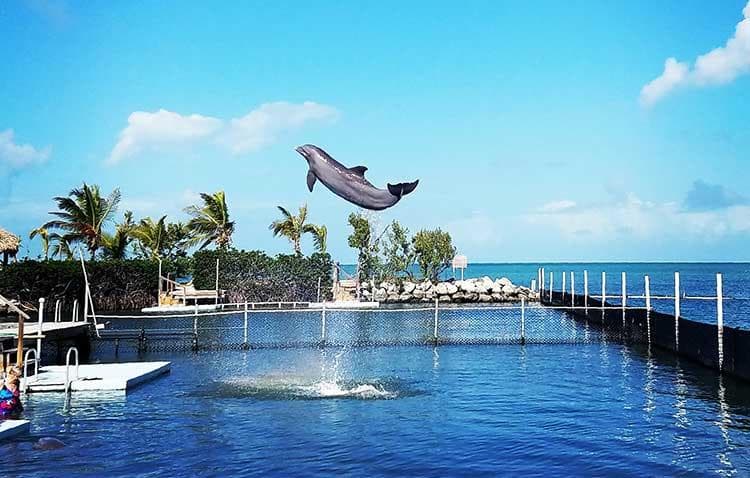 Dolphin Research Center Day Tour