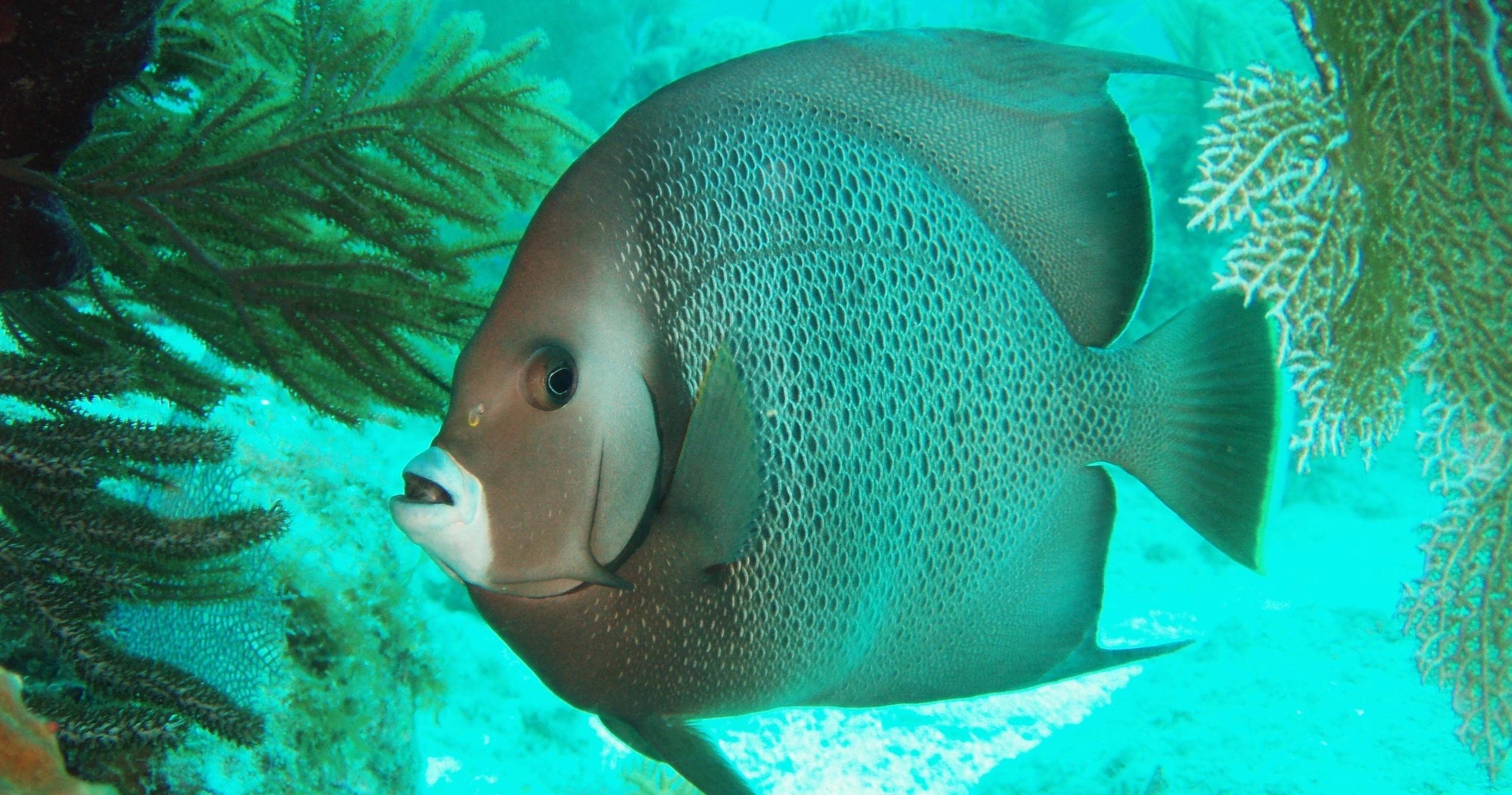 Snorkel the Reef
