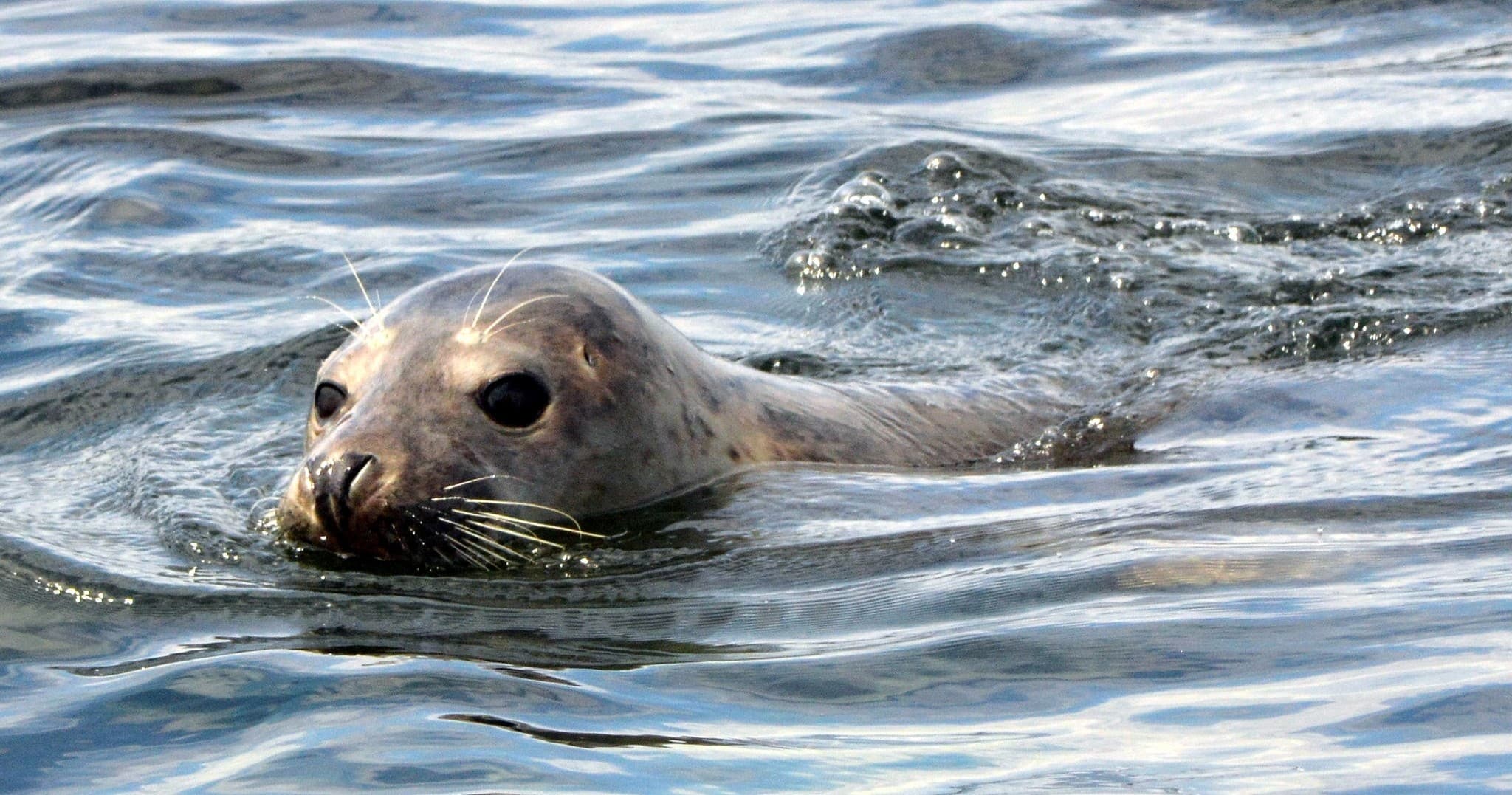 Great Orme Sea Life Voyage