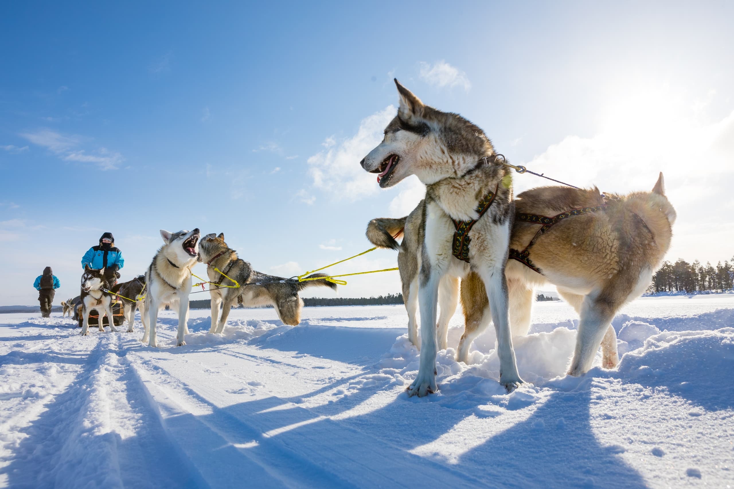Husky Safari