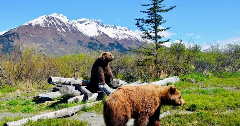 Mat-Su Valley, Hatcher Pass & Local Wildlife Tour