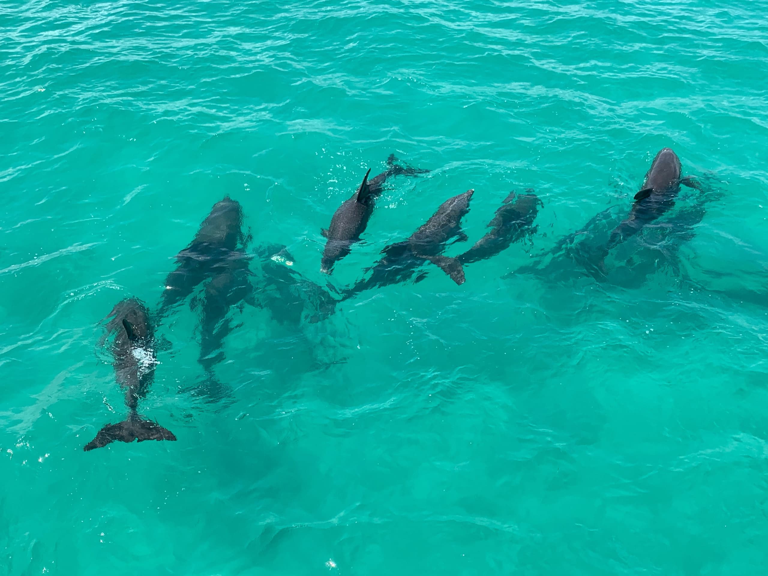 Dolphin, Eco & Manatee Tours