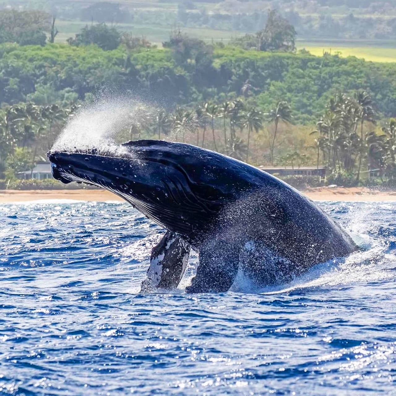 Whale Watch Safari
