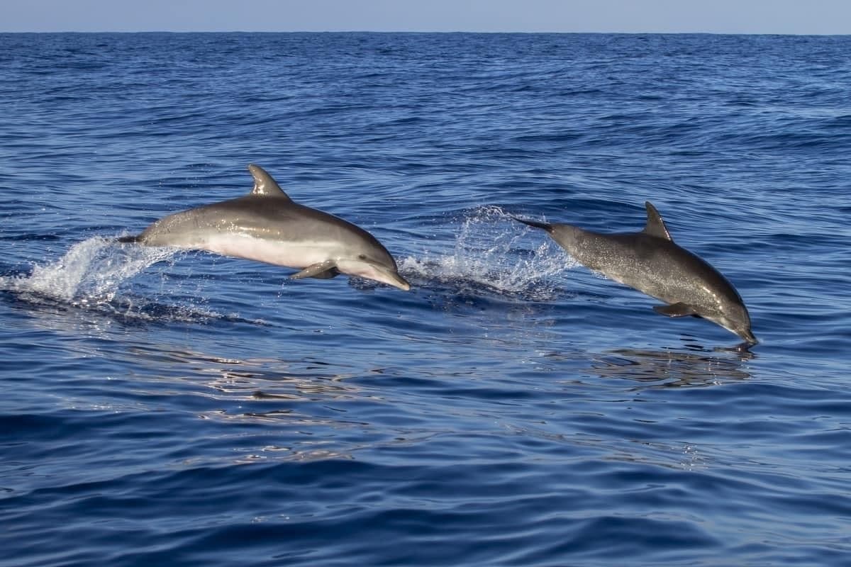 Anna Maria Island Eco Dolphin Tour