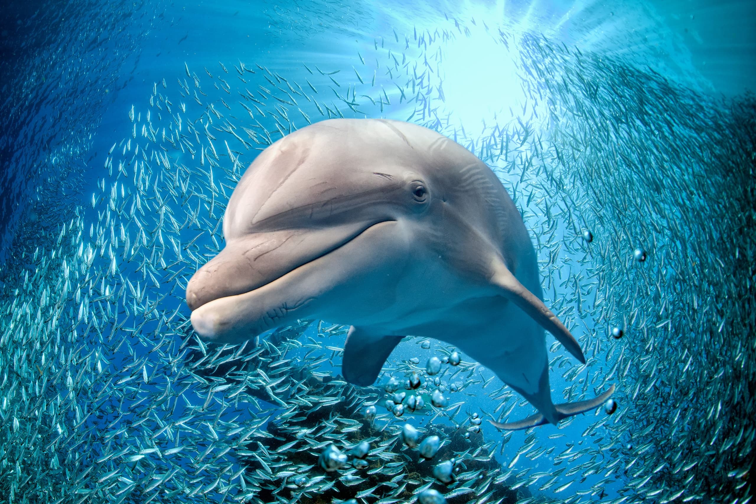 Dolphin Delight