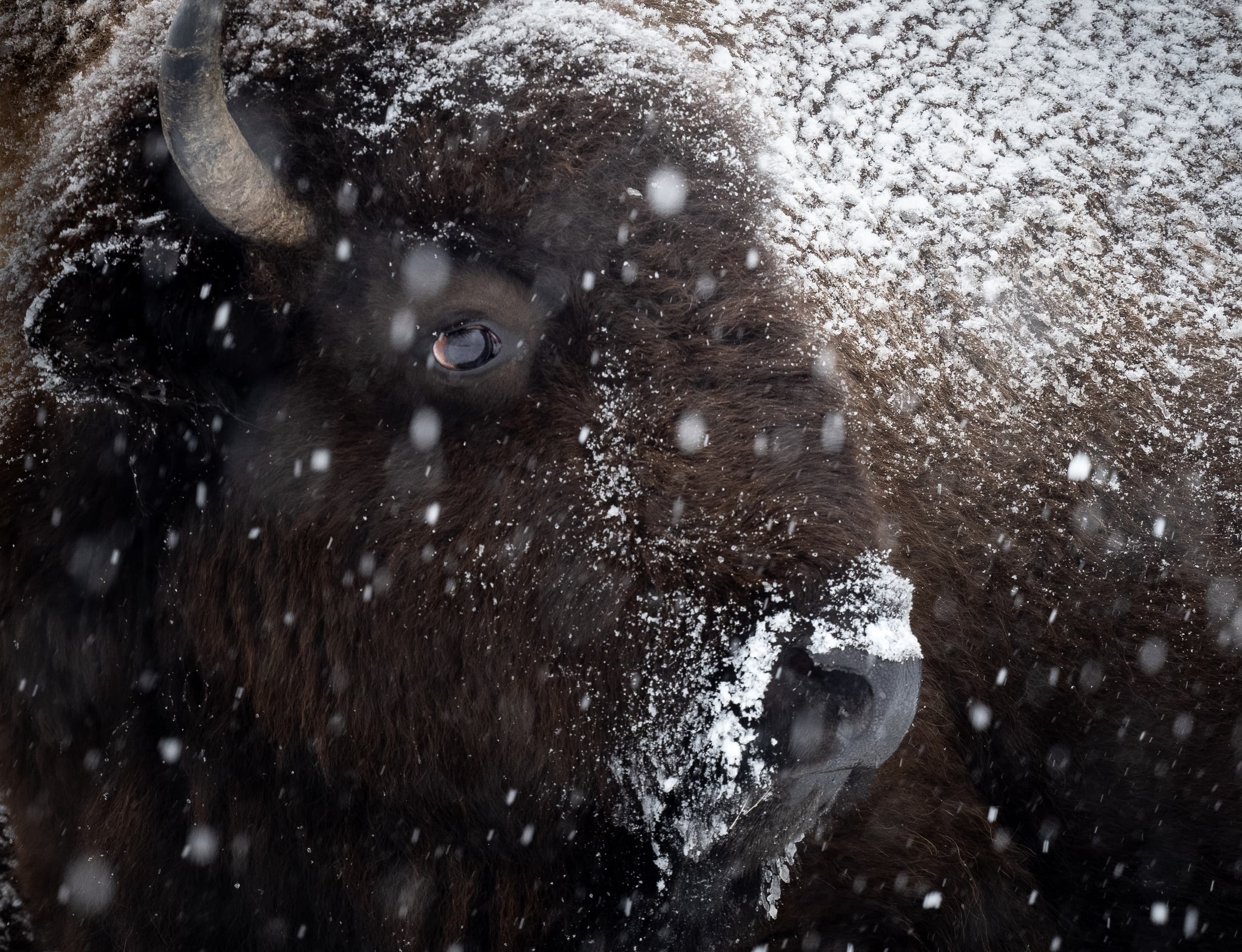 Grand Teton Photo Experience - Private Tour (Winter)