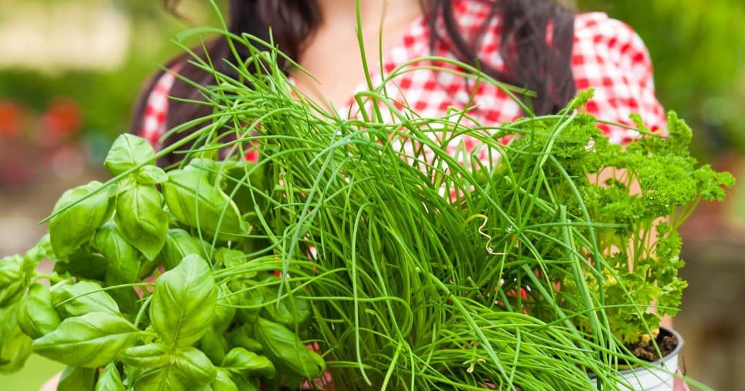 Tuscany Aromatic Herb Experience