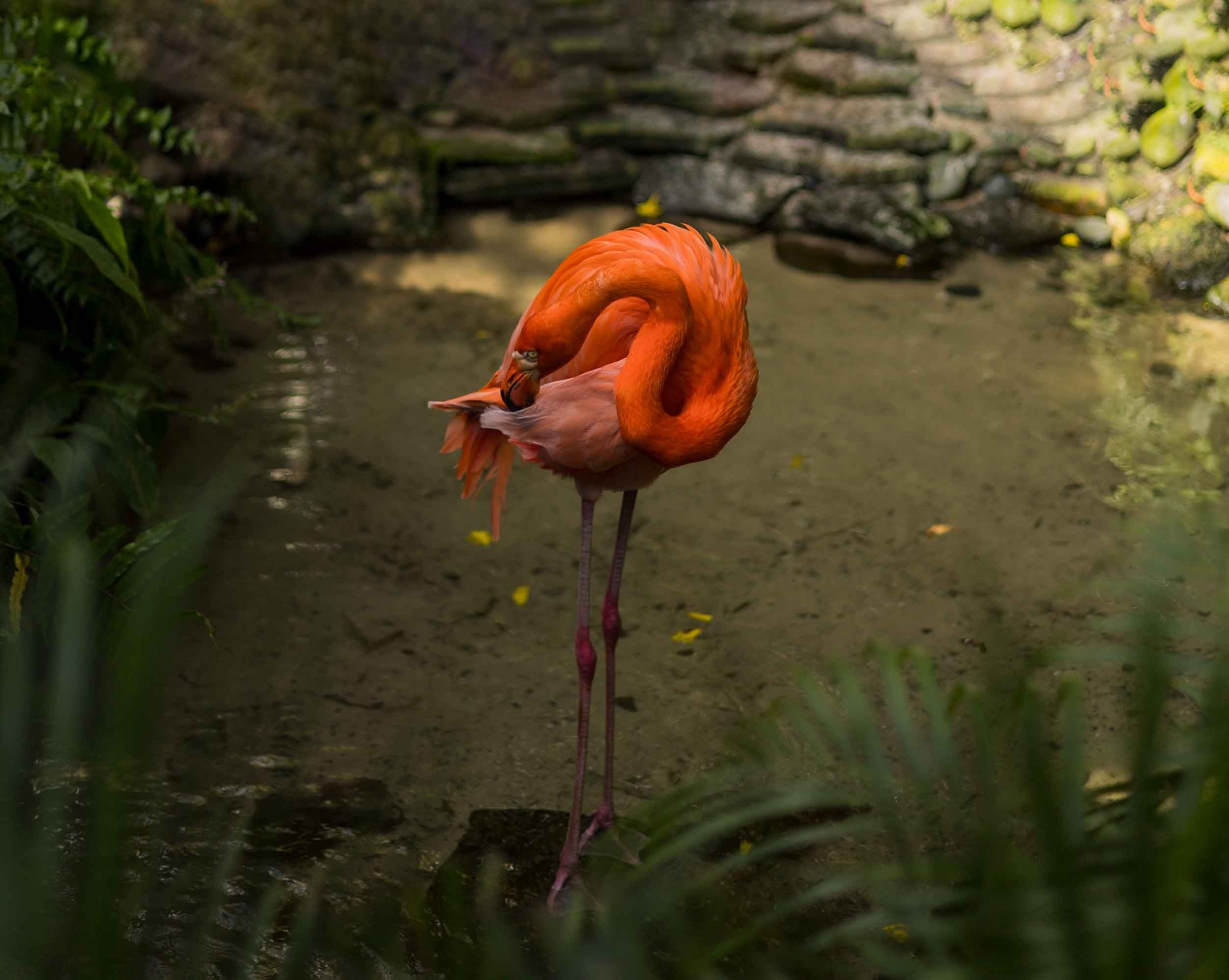The Key West Butterfly and Nature Conservatory Experience