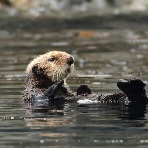 Whale Watch & Sea Otter Quest