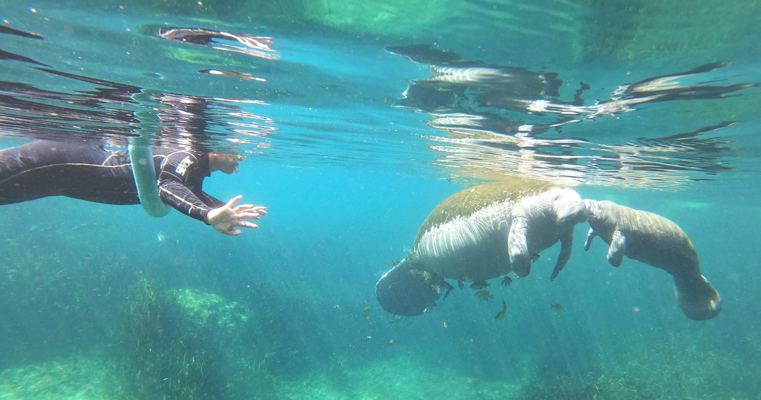 Semi-Private-Snorkeling with Manatees Crystal River Florida
