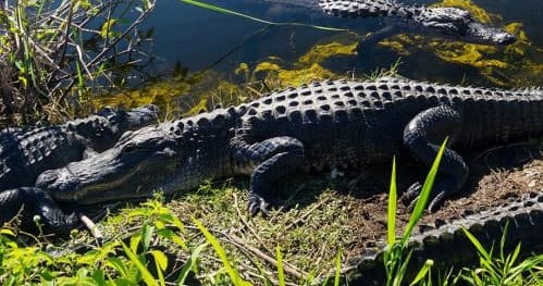 EVERGLADES  TOUR