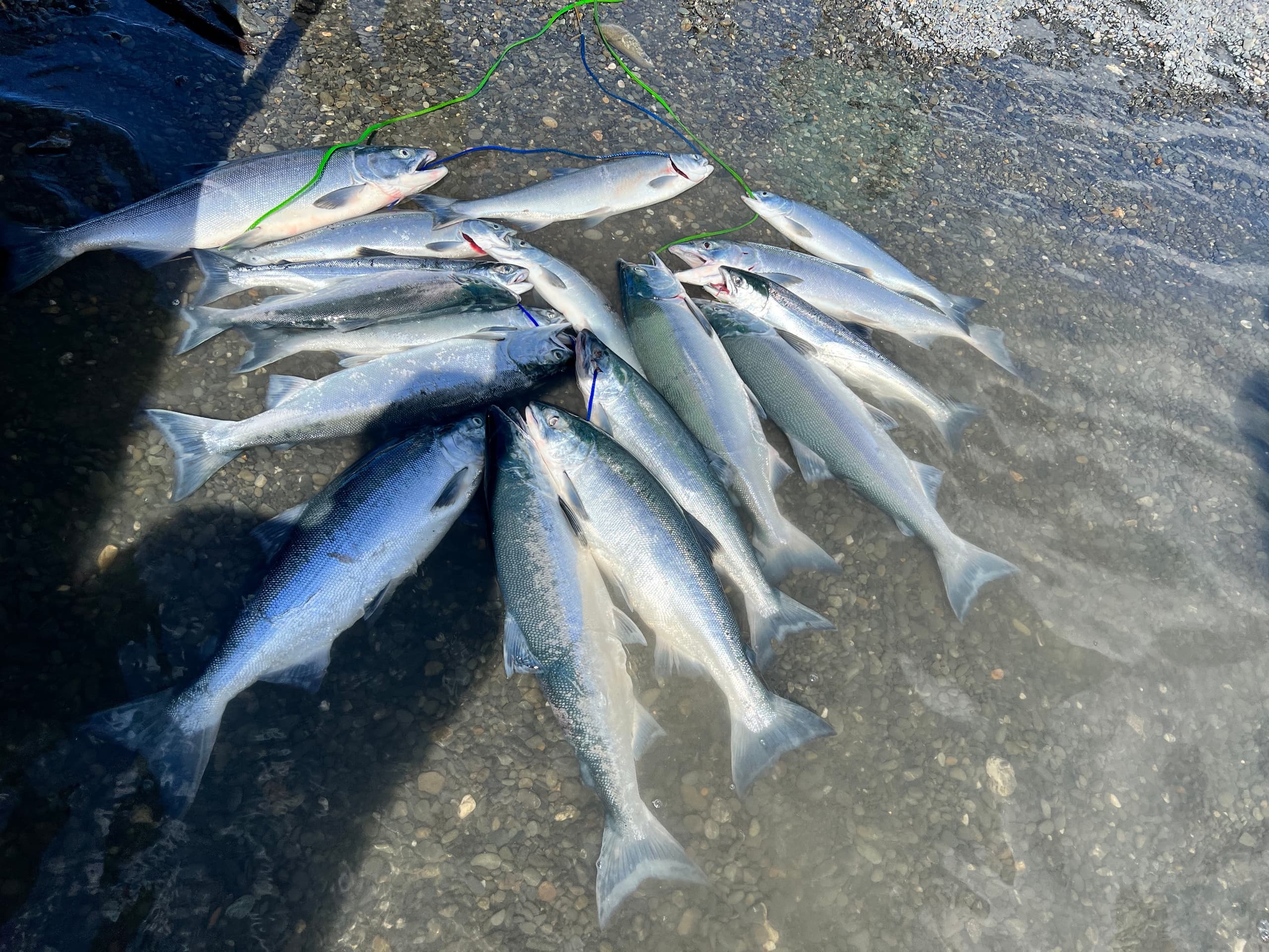 Kasilof River Sockeye Salmon Fishing