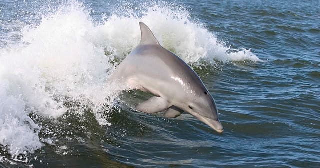 Beach Dolphin Cruise