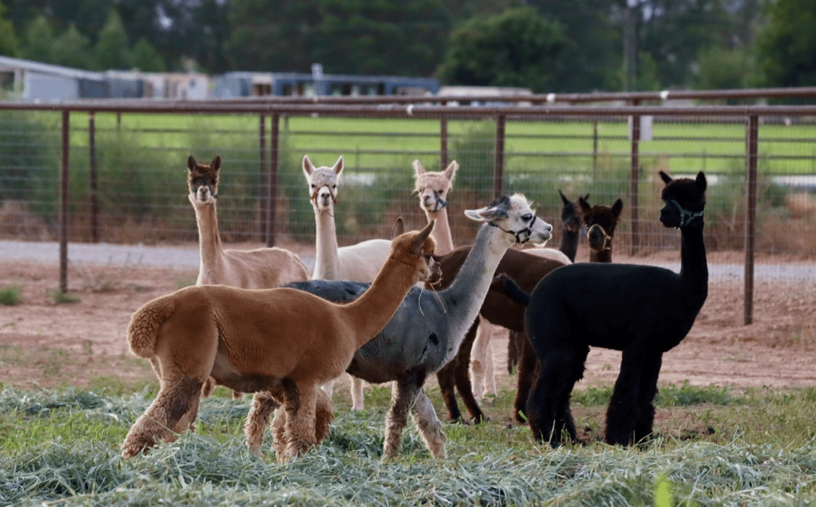 Alpaca Tours